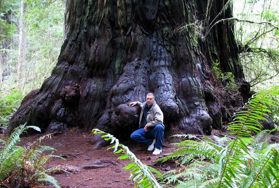 Jedediah Smith Redwoods State Park