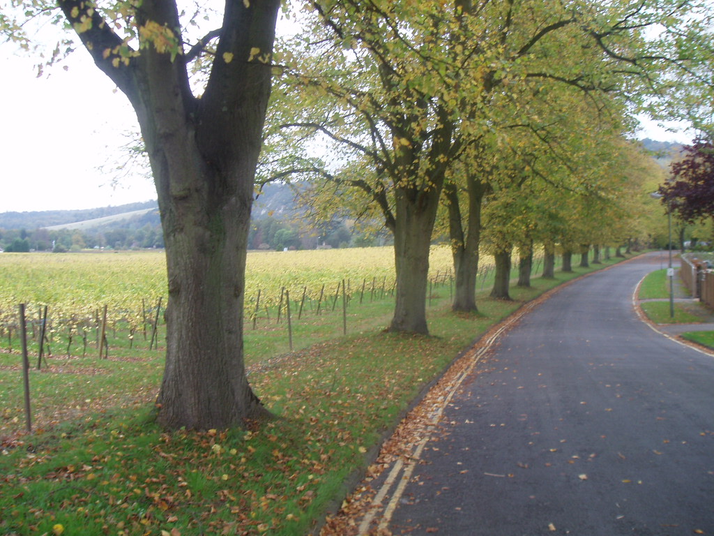 Surrey Hills