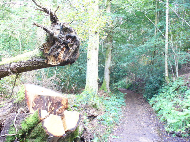 Winterfold Forest