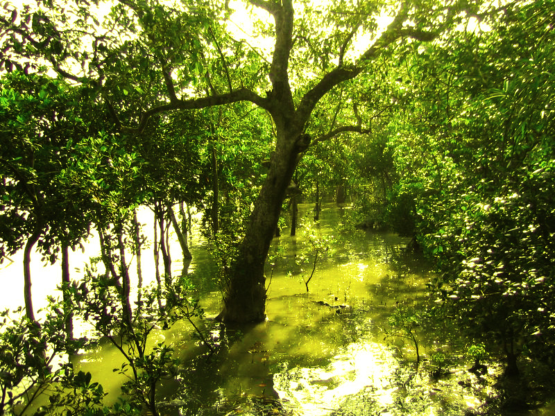 Sundarbans