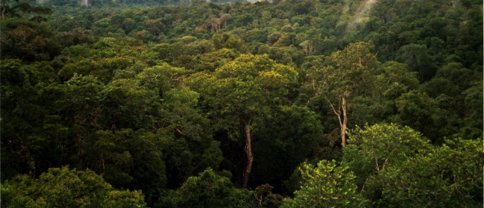 Amazon rainforest