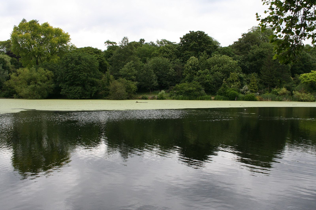 Hampstead Ponds