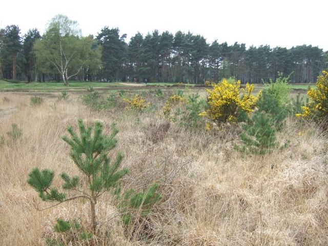 Chobham Common