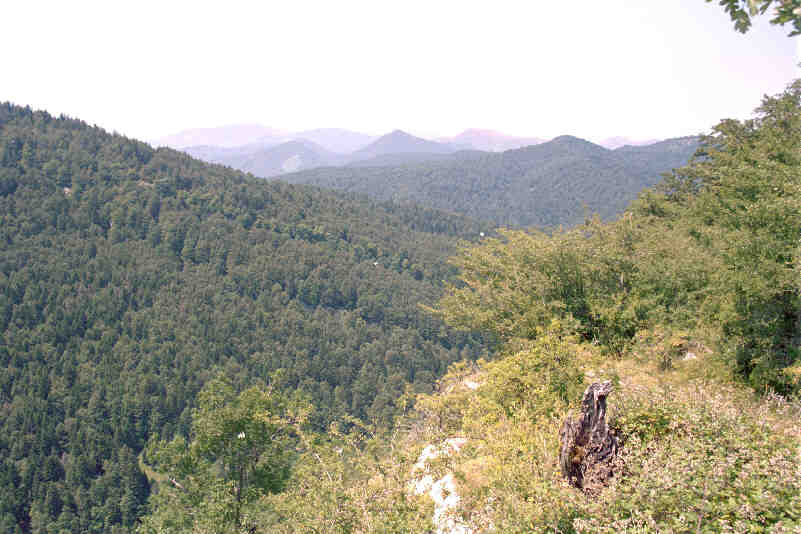 Irati Forest