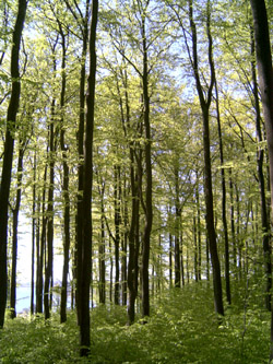 Bøkeskogen