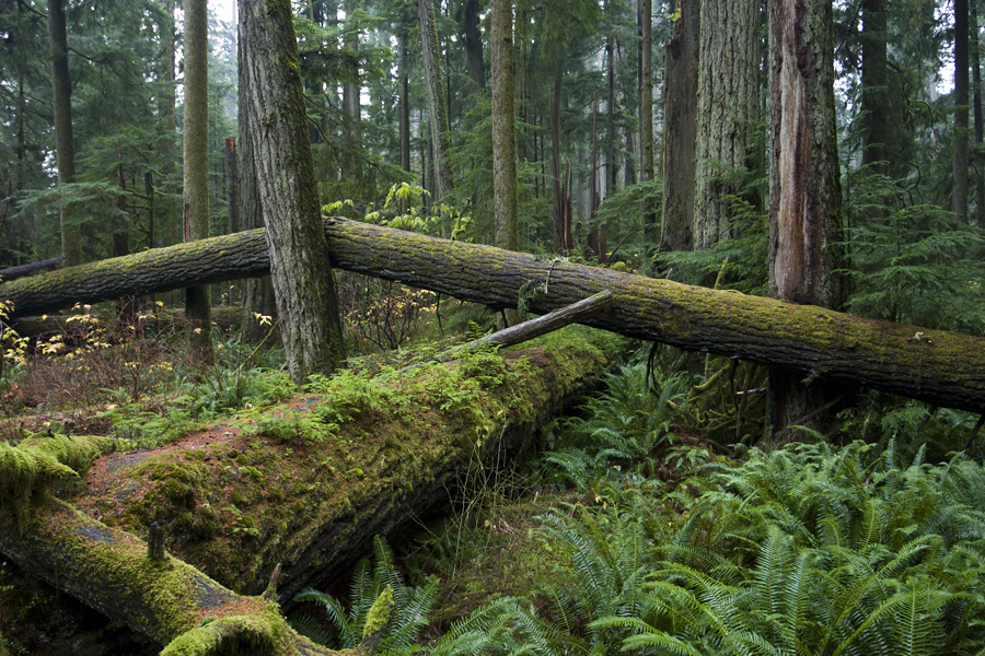MacMillan Provincial Park