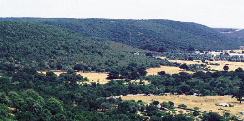 Murgia