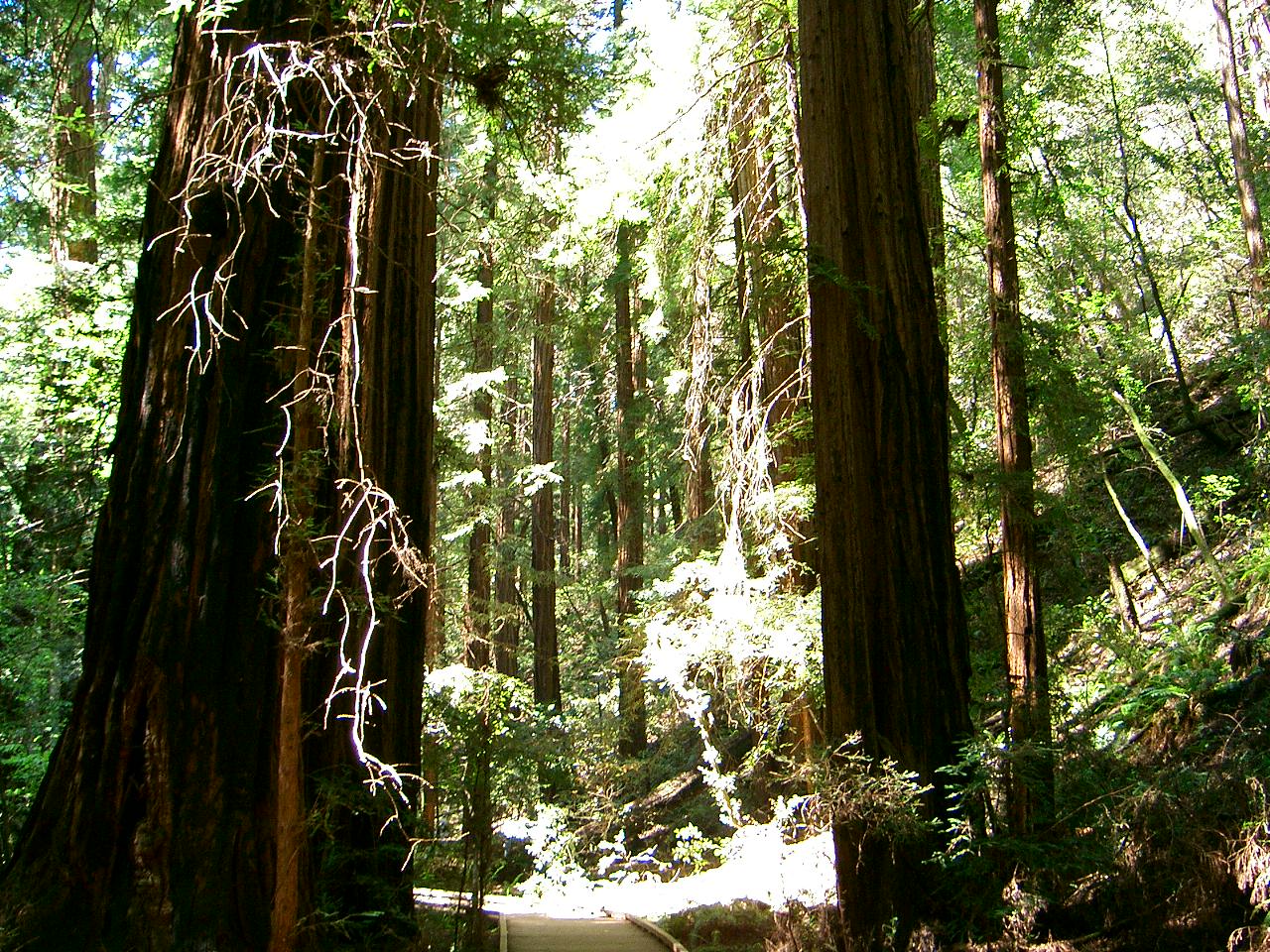 Muir Woods National Monument