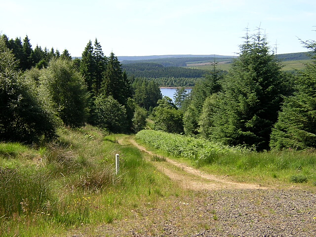 Kielder Forest