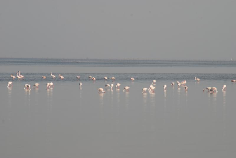 Little Rann of Kutch