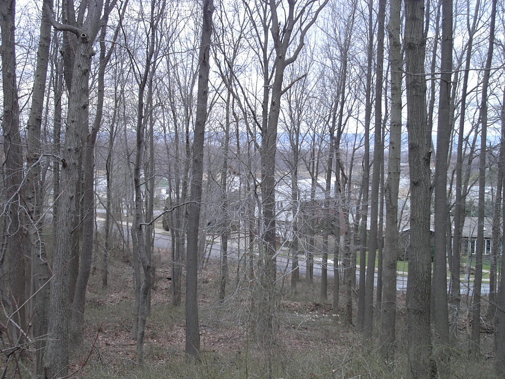 Todt Hill
