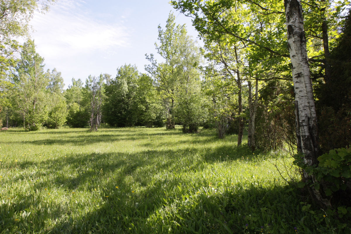 Nedrema wooded meadow