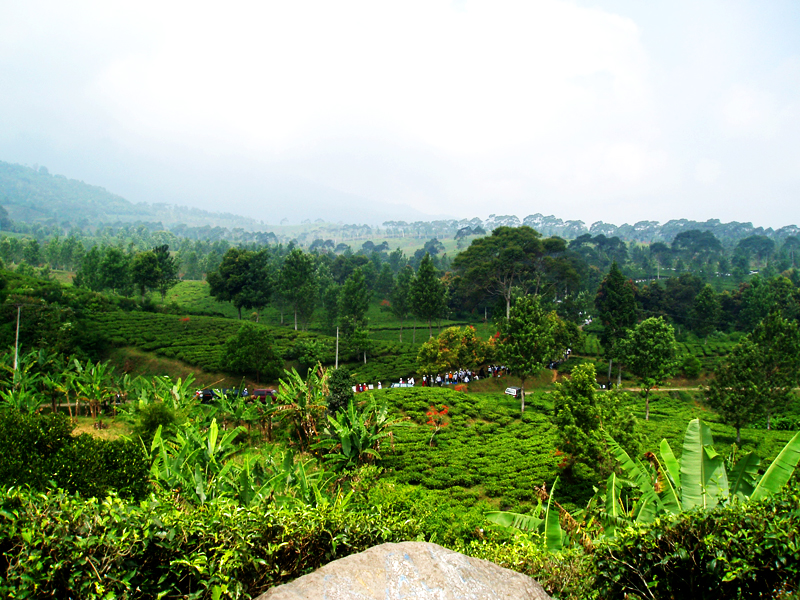 Puncak