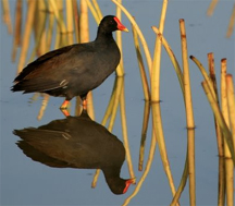 Hulƒì‚Äòia National Wildlife Refuge