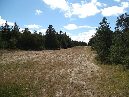 Husby Klitplantage