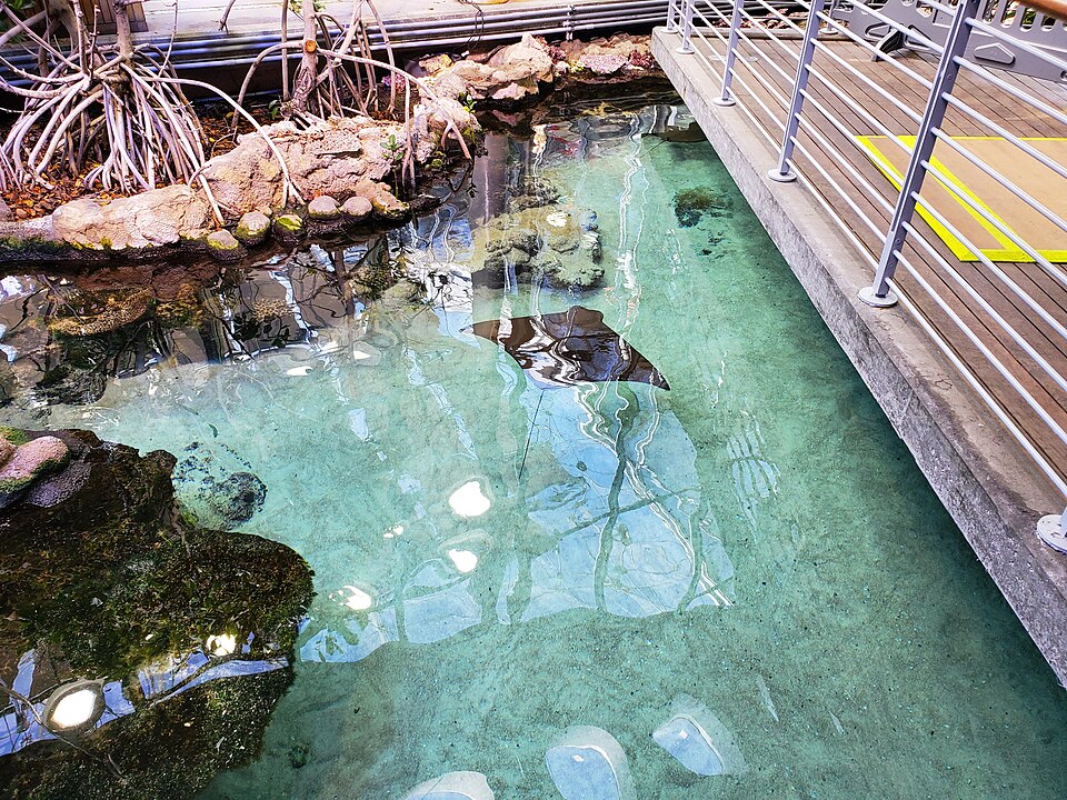 California Academy of Sciences
