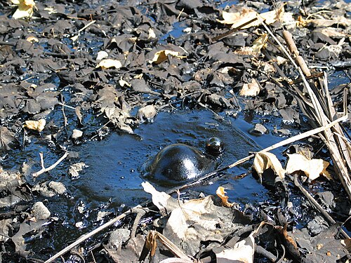 라브레아 타르 웅덩이