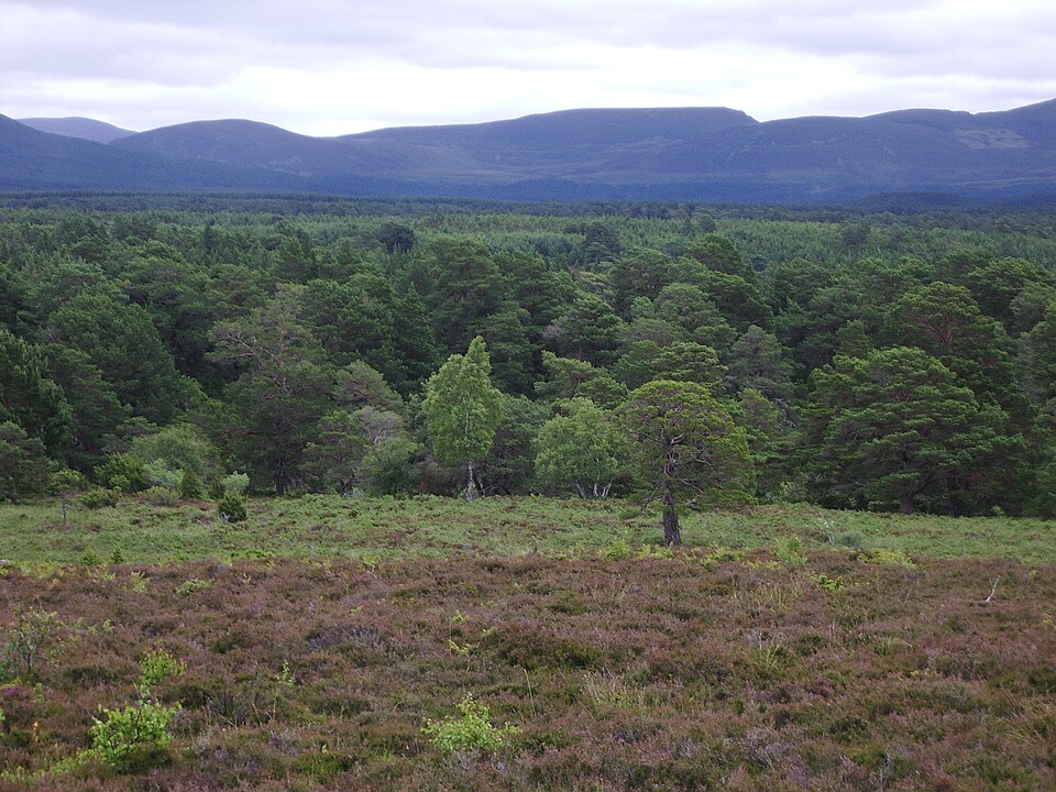 Rothiemurchus Forest