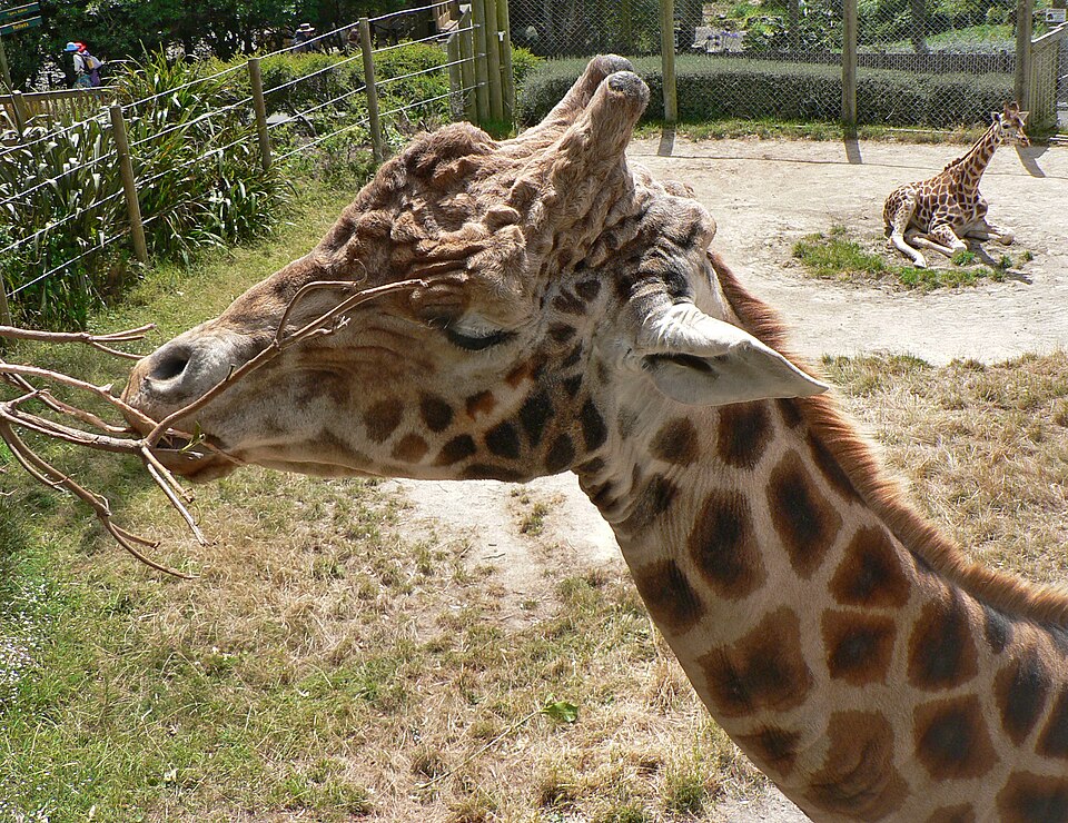 Wellington Zoo