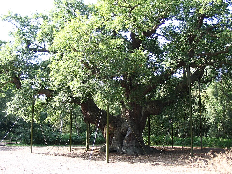 Sherwood Forest