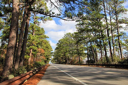 Lost Pines Forest