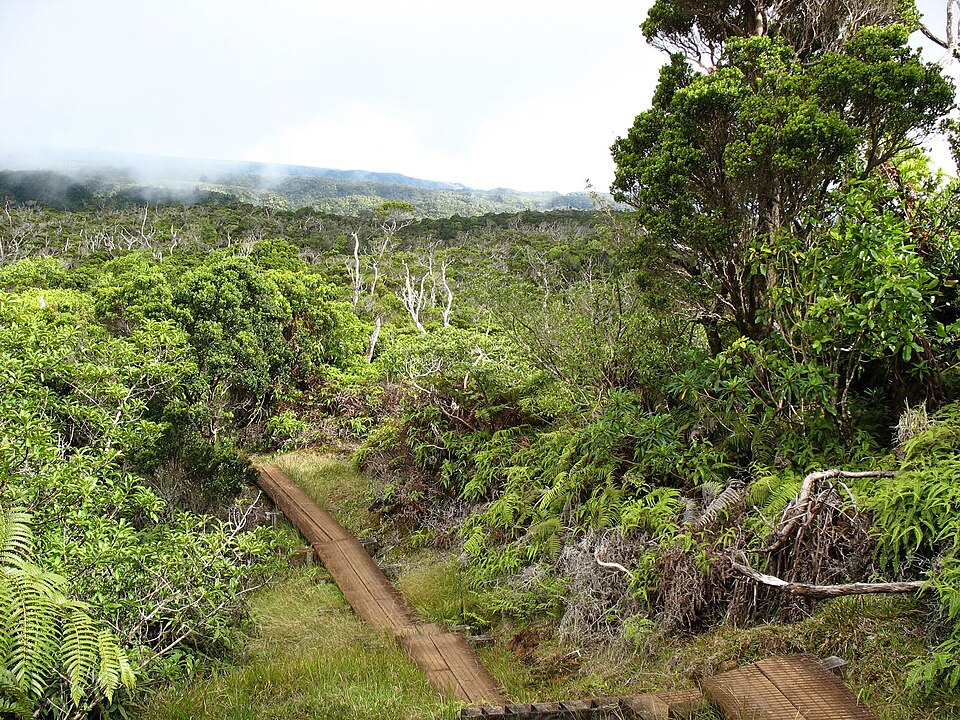 Hawaiian tropical rainforests