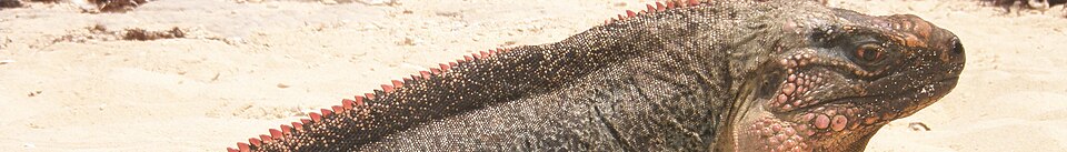 Lizard Island