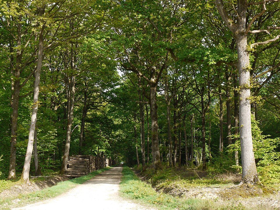 Forest of Rambouillet