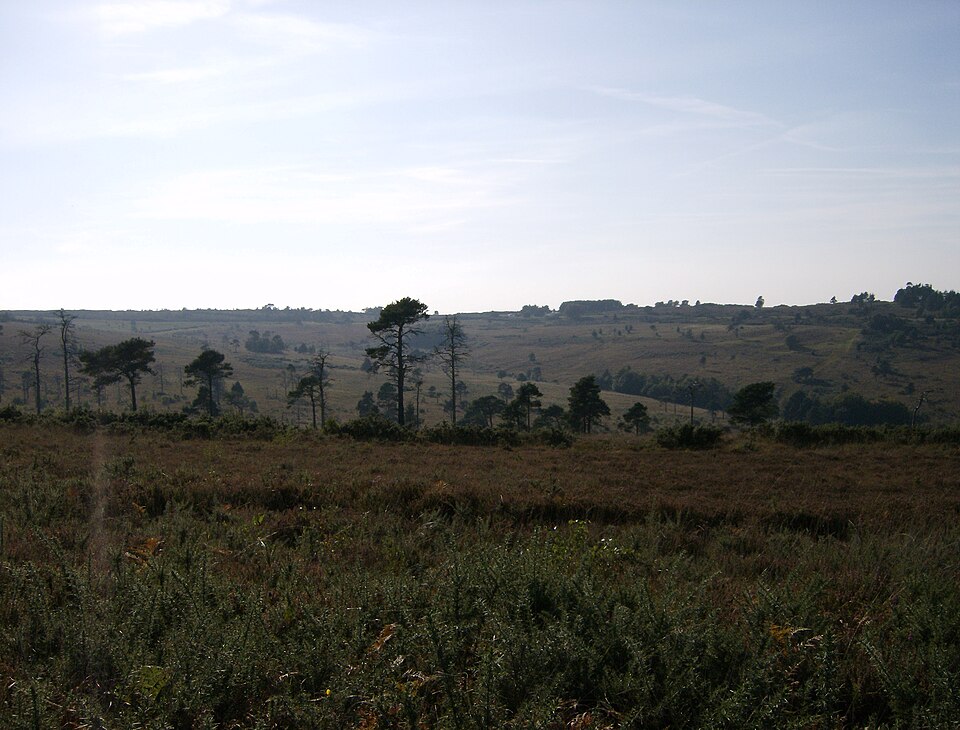 Ashdown Forest