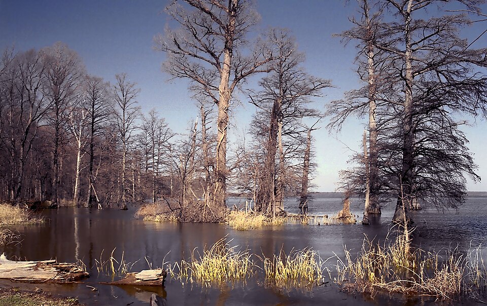 Reelfoot Lake