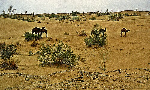 Deserto del Karakum