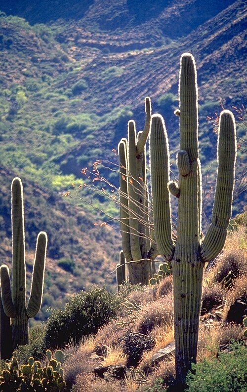 Sonoran Desert