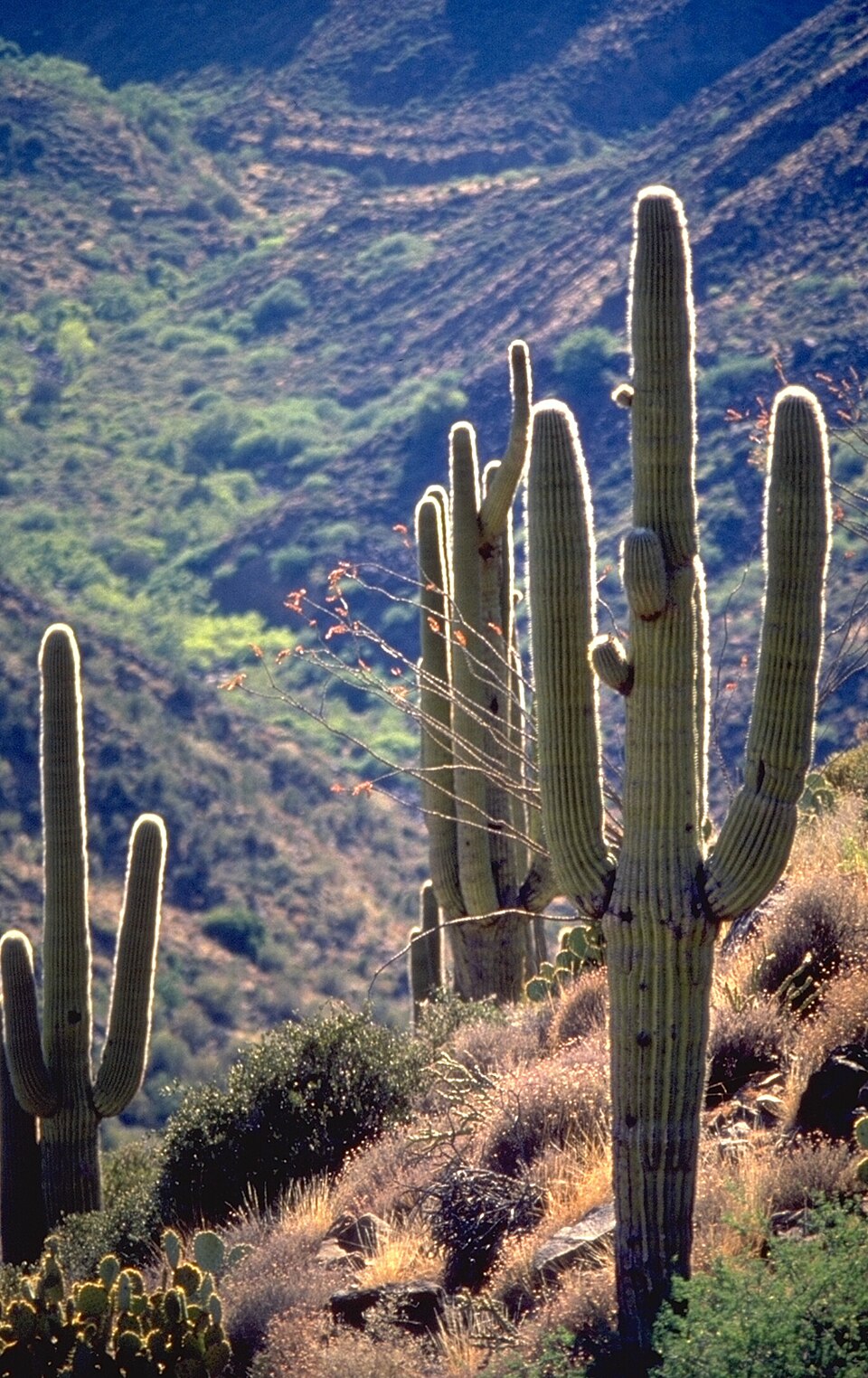 Sonoran Desert