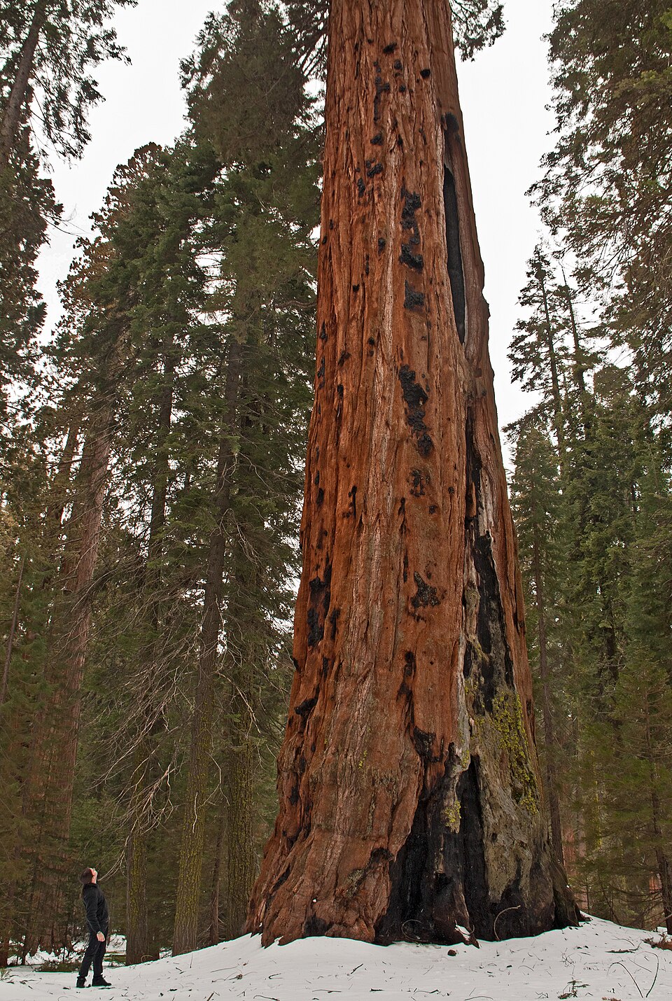 Sequoia National Park