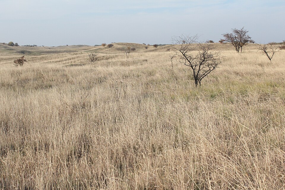 Deliblato sands