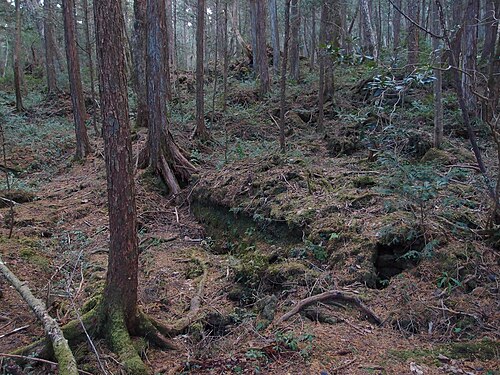 青木ヶ原