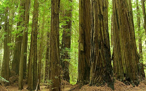 Grizzly Creek Redwoods State Park
