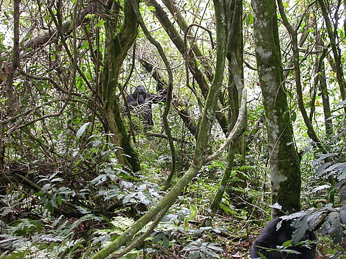 Bwindi Impenetrable National Park
