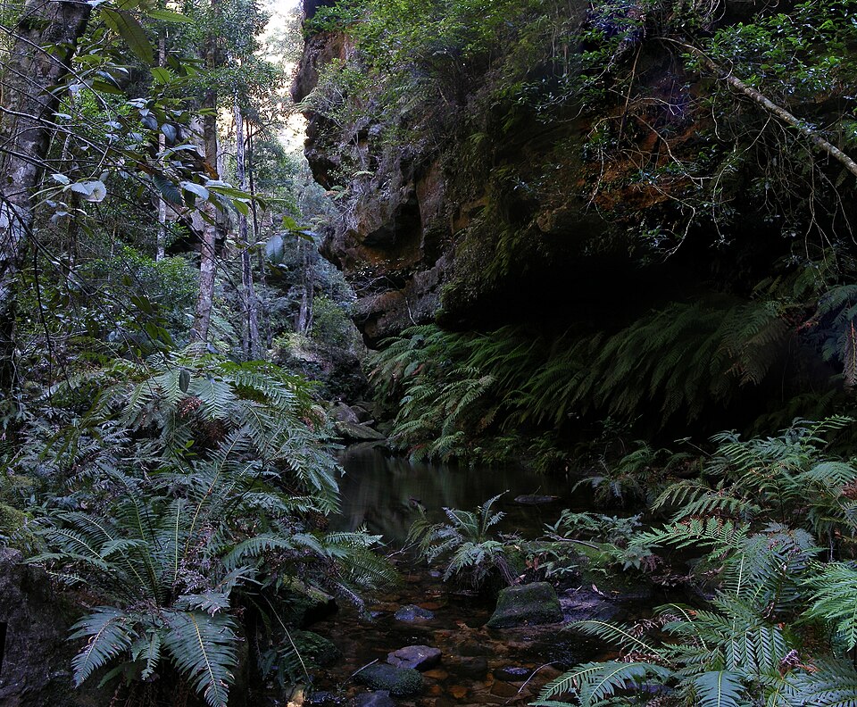 Blue Mountains National Park