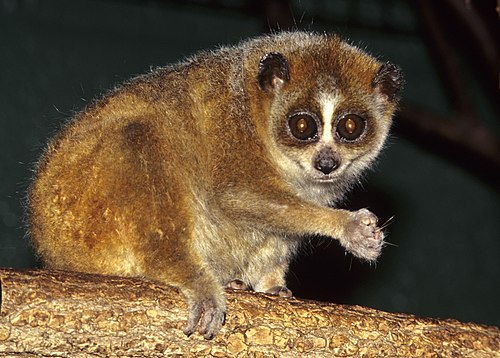 Duke Lemur Center