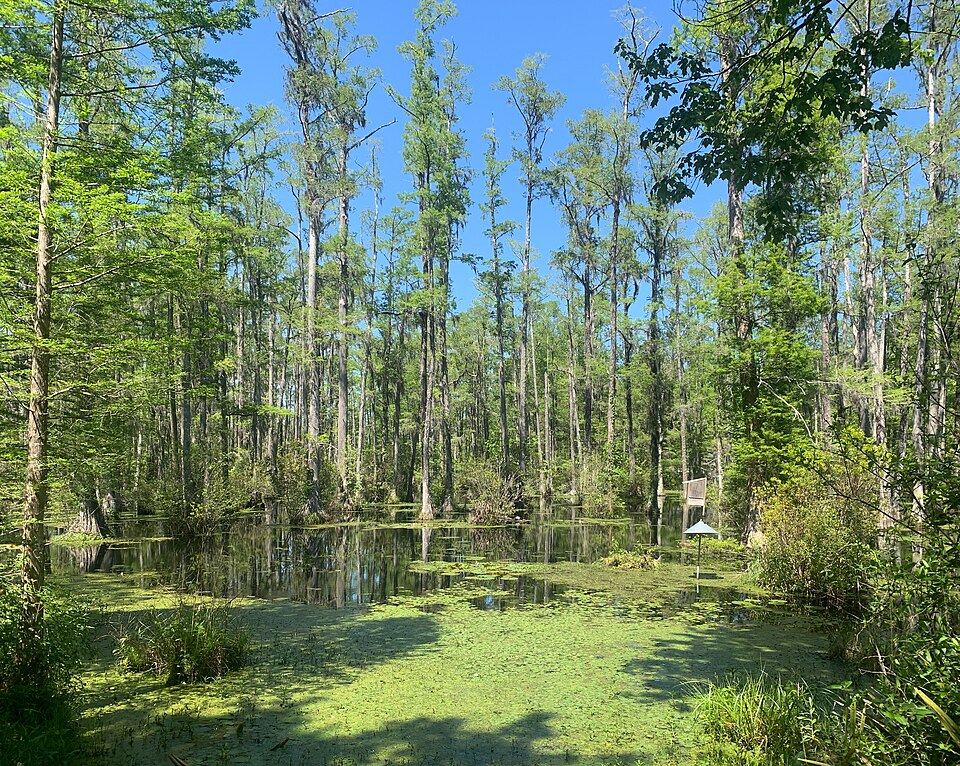 Cypress Gardens