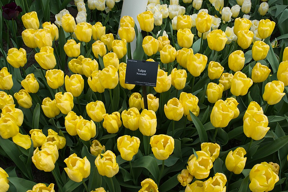 Keukenhof